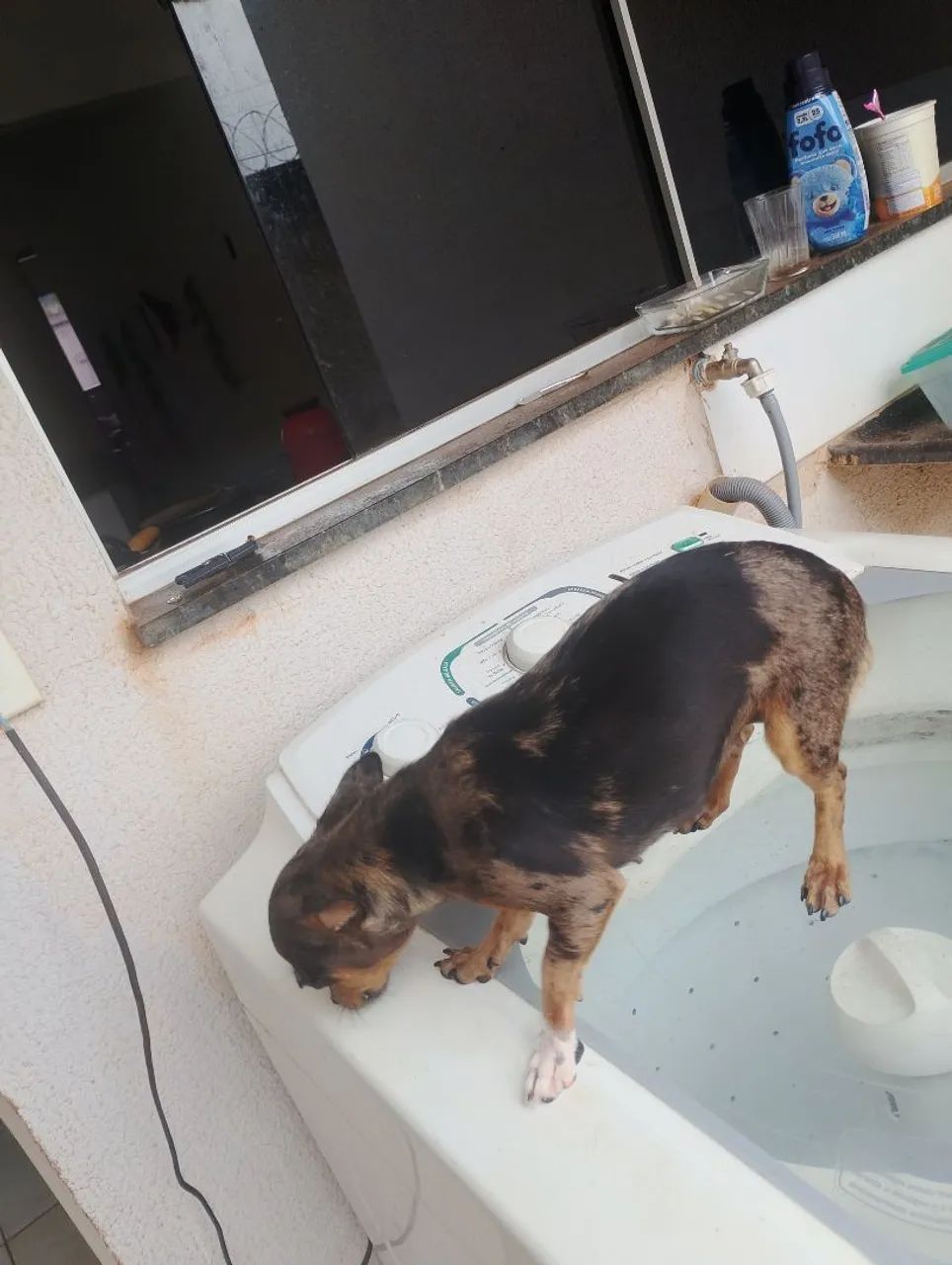 Pinscher 0 - Foto 4