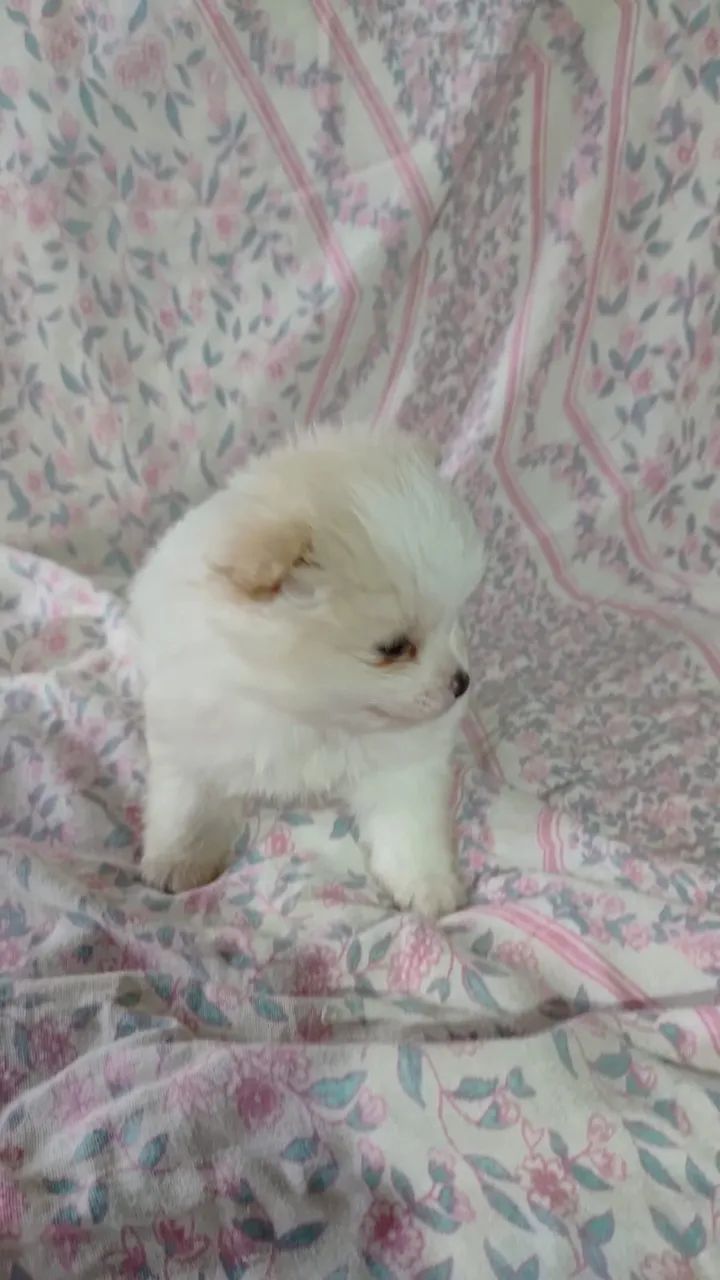 Lulu da Pomerânia - split alemão - Foto 4