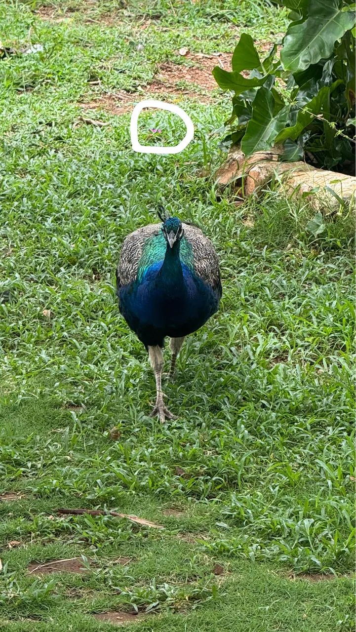 iPhone 15 Pro Max 1T - Foto 4