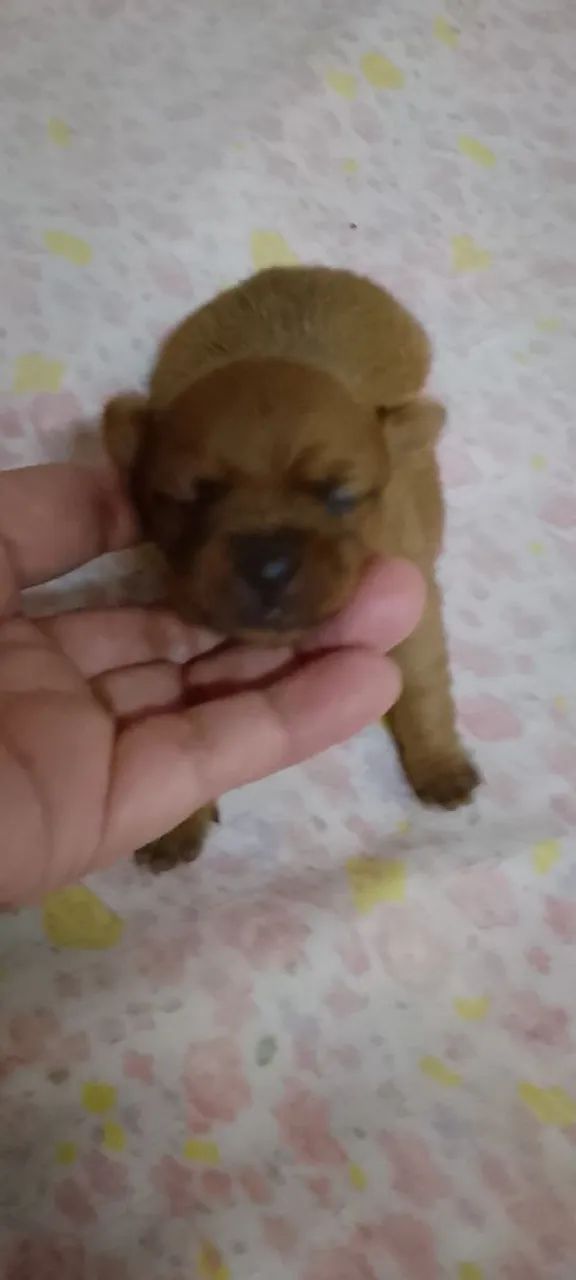 Pinscher com Chihuahua  - Foto 2