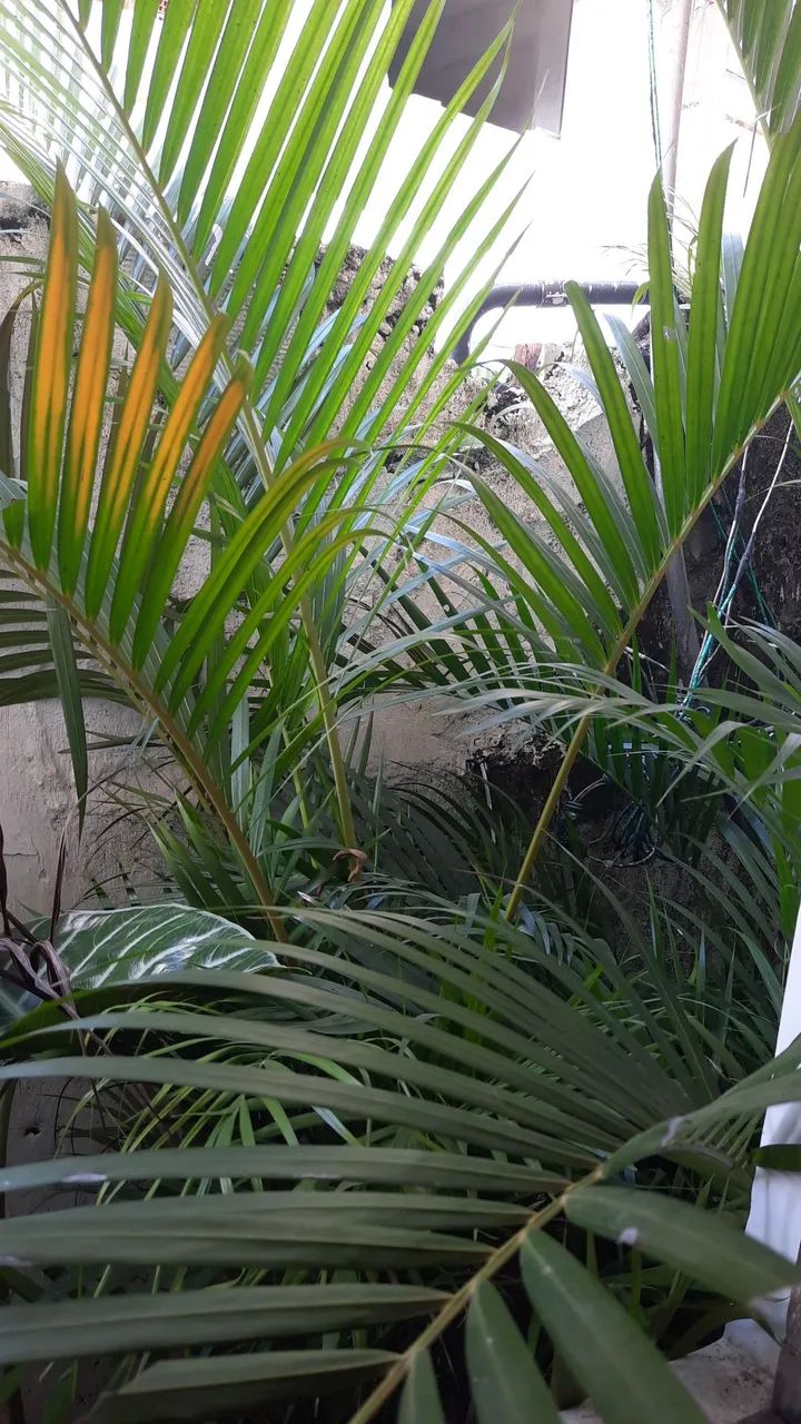 PLANTAS VARIADAS  - Foto 2