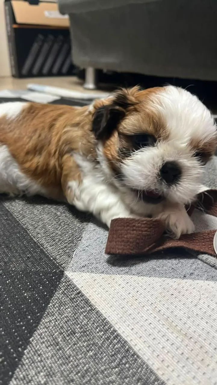 Shihtzus  - Foto 2