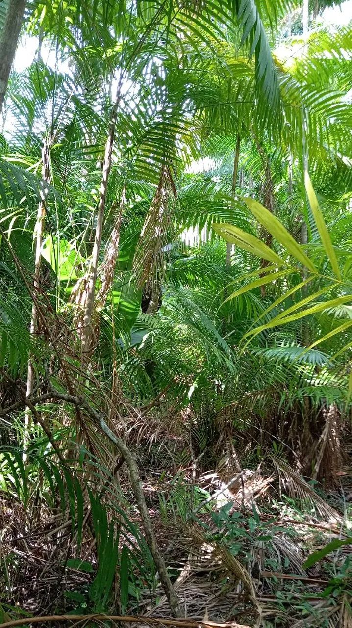 Terreno em Cotijuba 