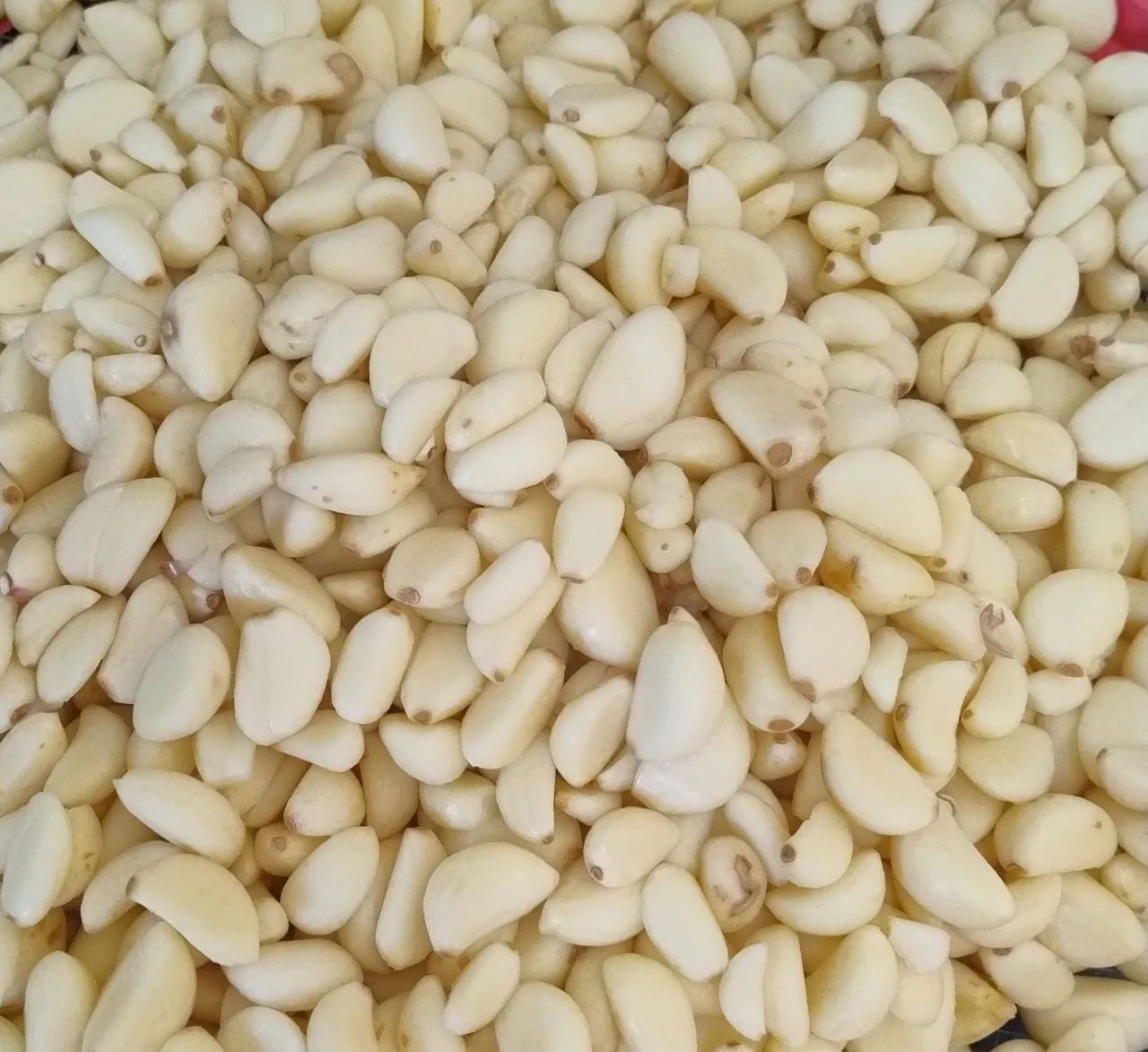 1Kg Alho Roxo Triturado S/ Conservantes - Foto 3