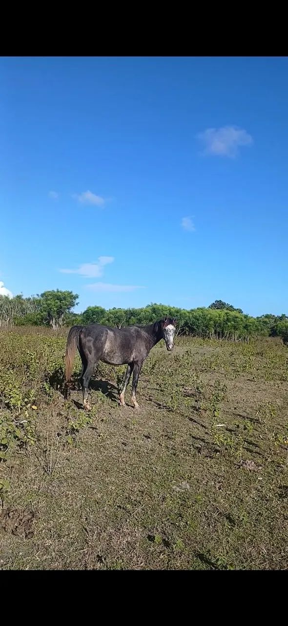 Vendo pordo 