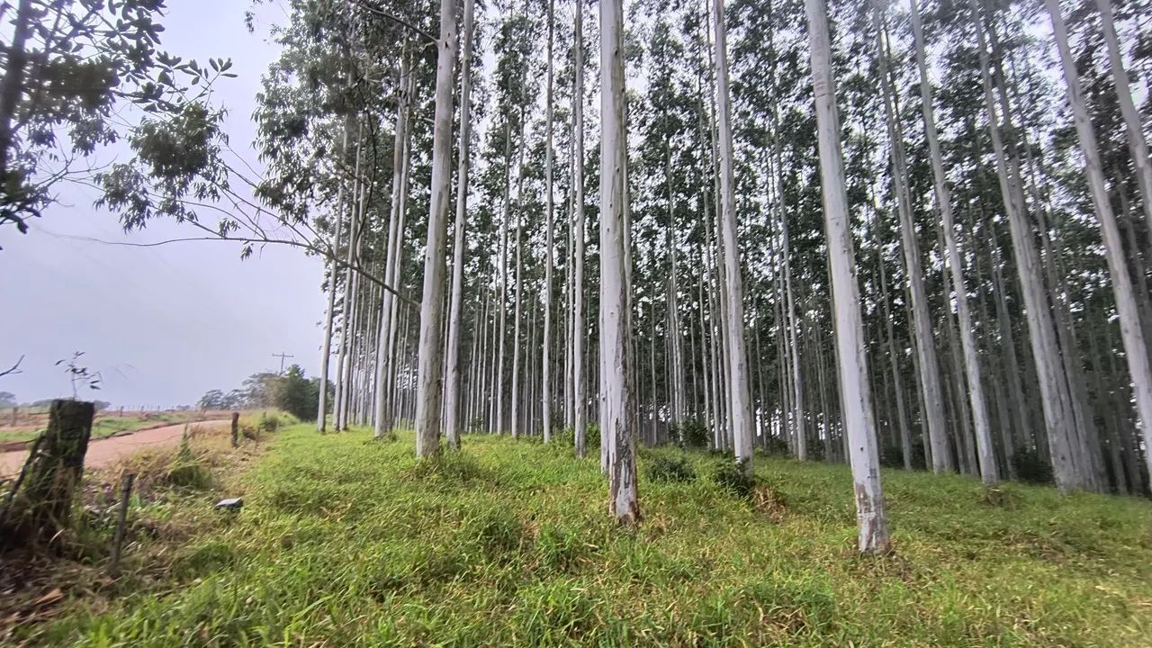 Venda de Mato Floresta de Eucalipto - 12 hectares - Sentinela do Sul  - Foto 4