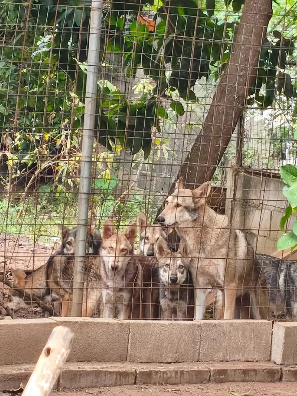 Cao Lobo da Saarloos 