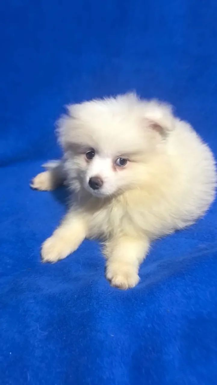 Spitz alemão pequeno