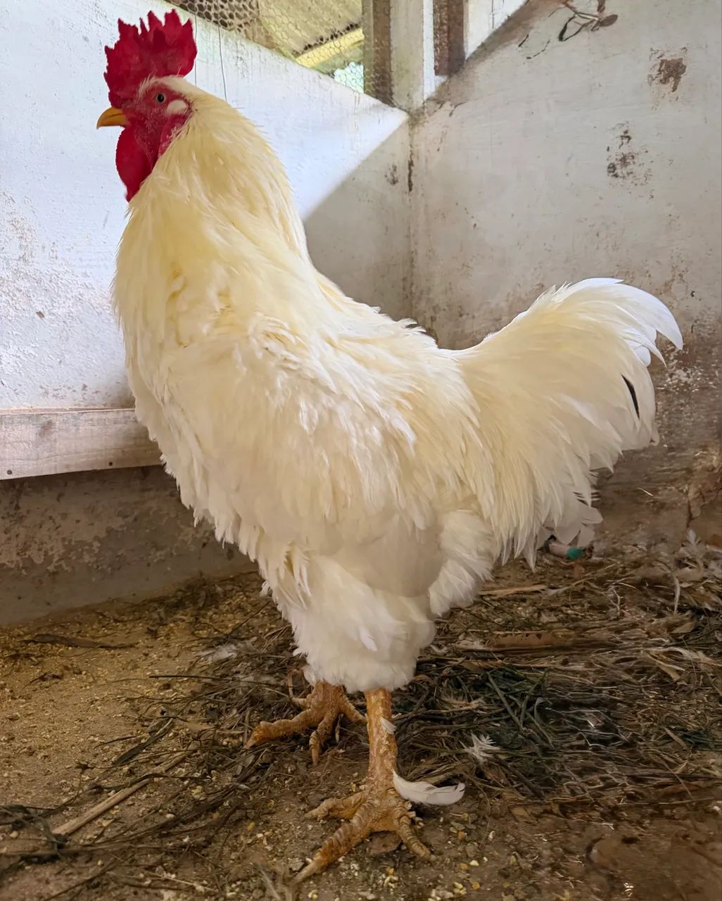 Vendo Galo Branco