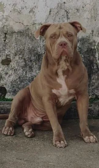 Filhote de pitmonster macho 100% puro - Foto 2