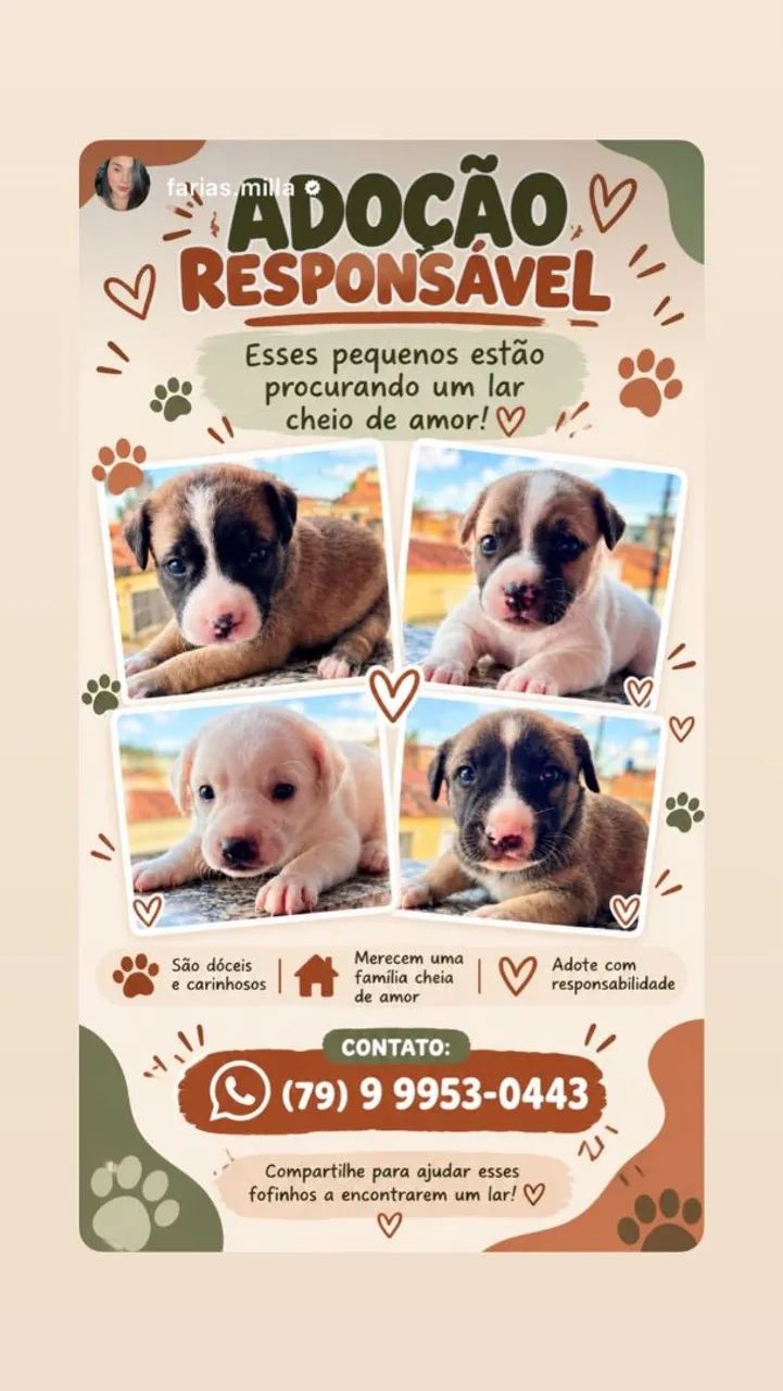 CACHORROS - Foto 5