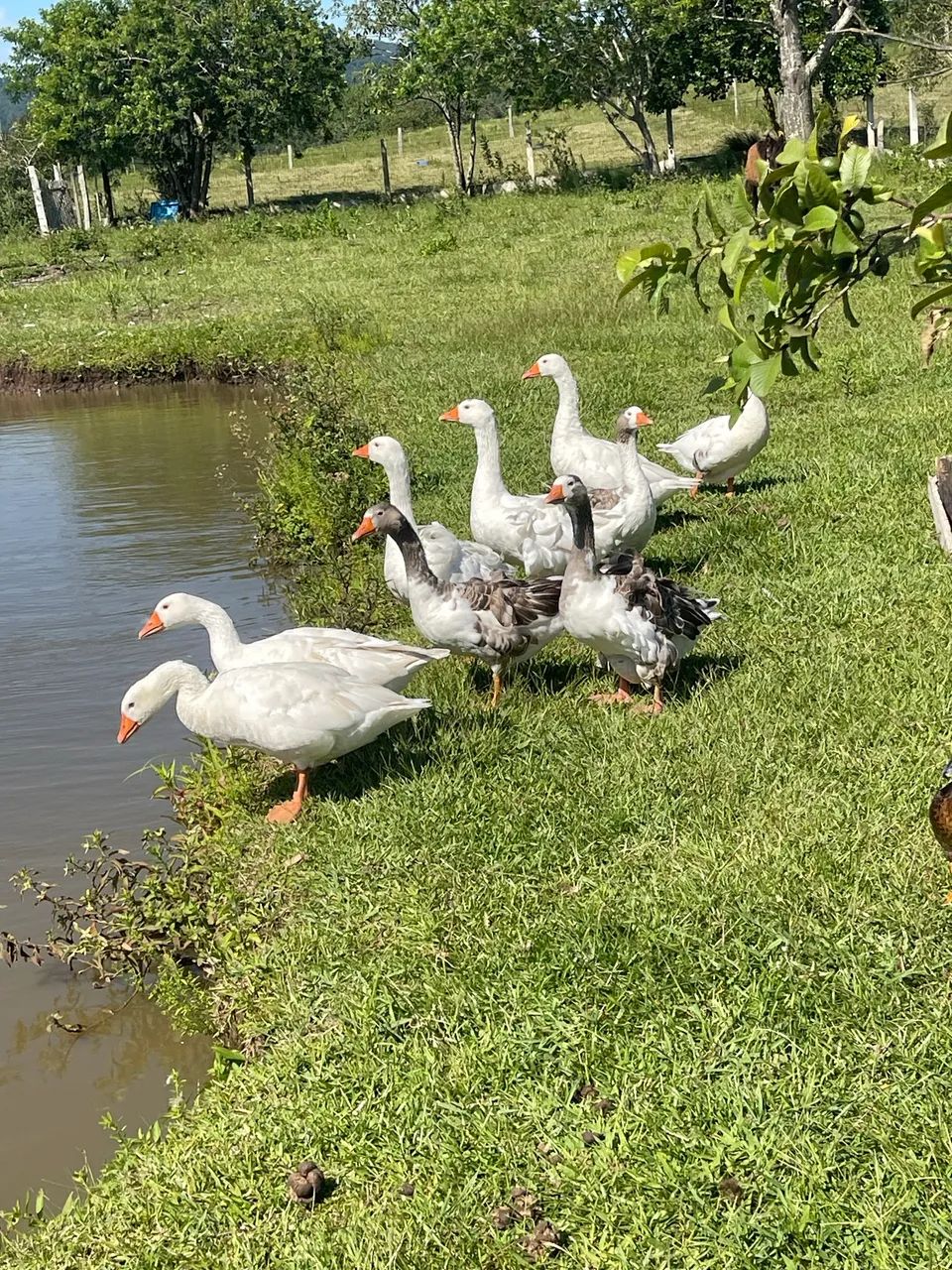 Gansos novos  - Foto 3