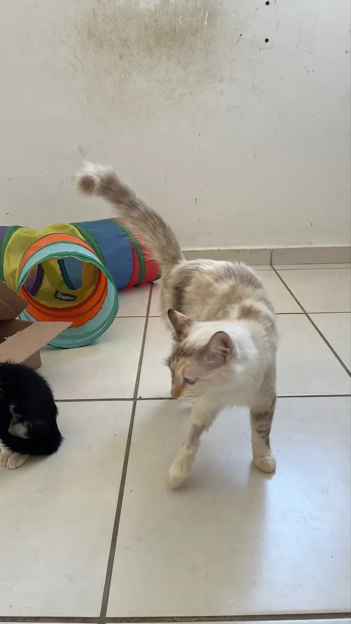 Gatinha castrada adoção  - Foto 4