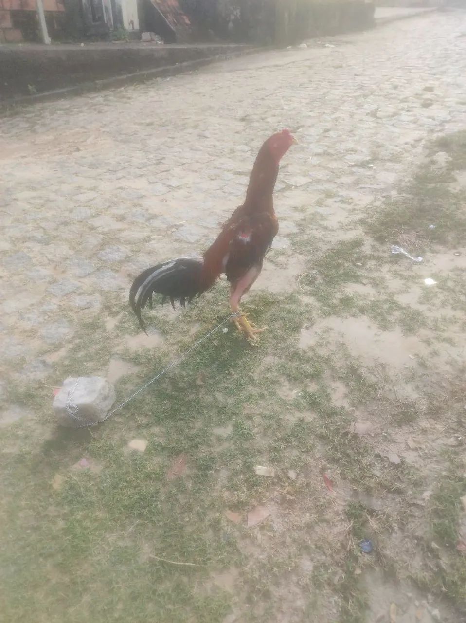Galo de raça 