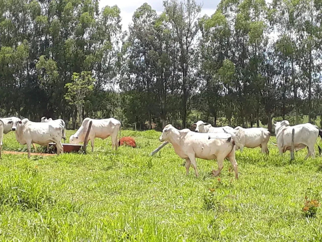 FAZENDINHA com Casa inacabada e lagoa, R$135.000,00 mais parcelas