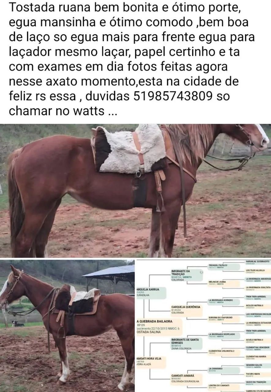 Tostada ruana confirmada e exames em dia mansa  - Foto 6