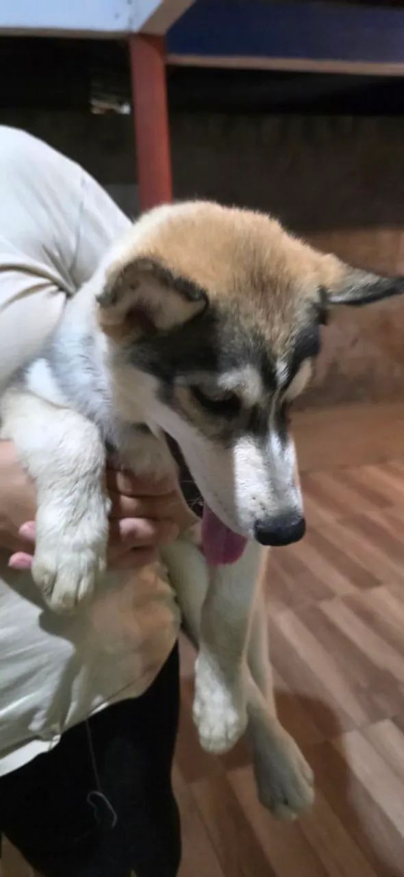 Husky siberiano - Foto 3