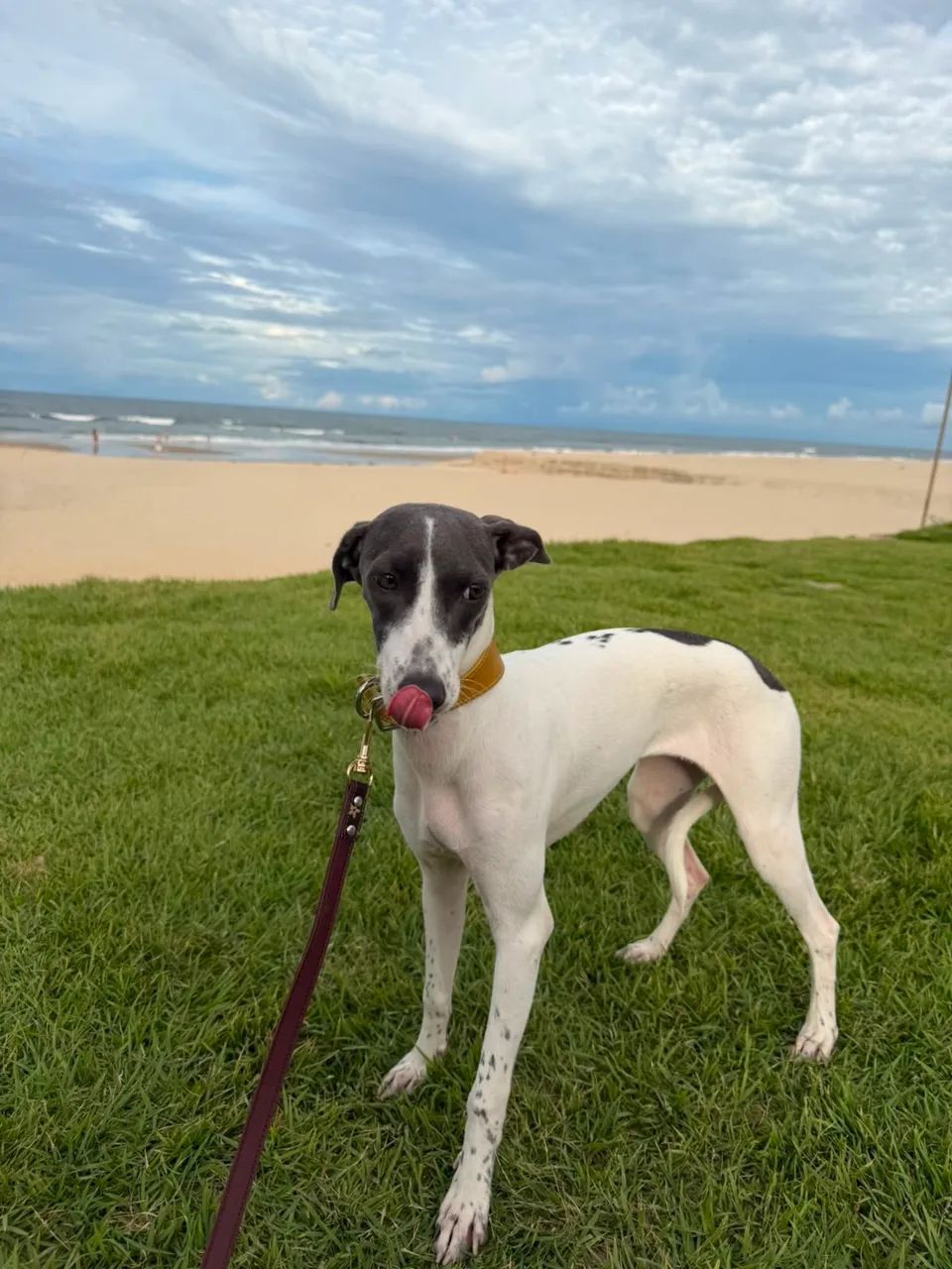 Galgo wippet  - Foto 3