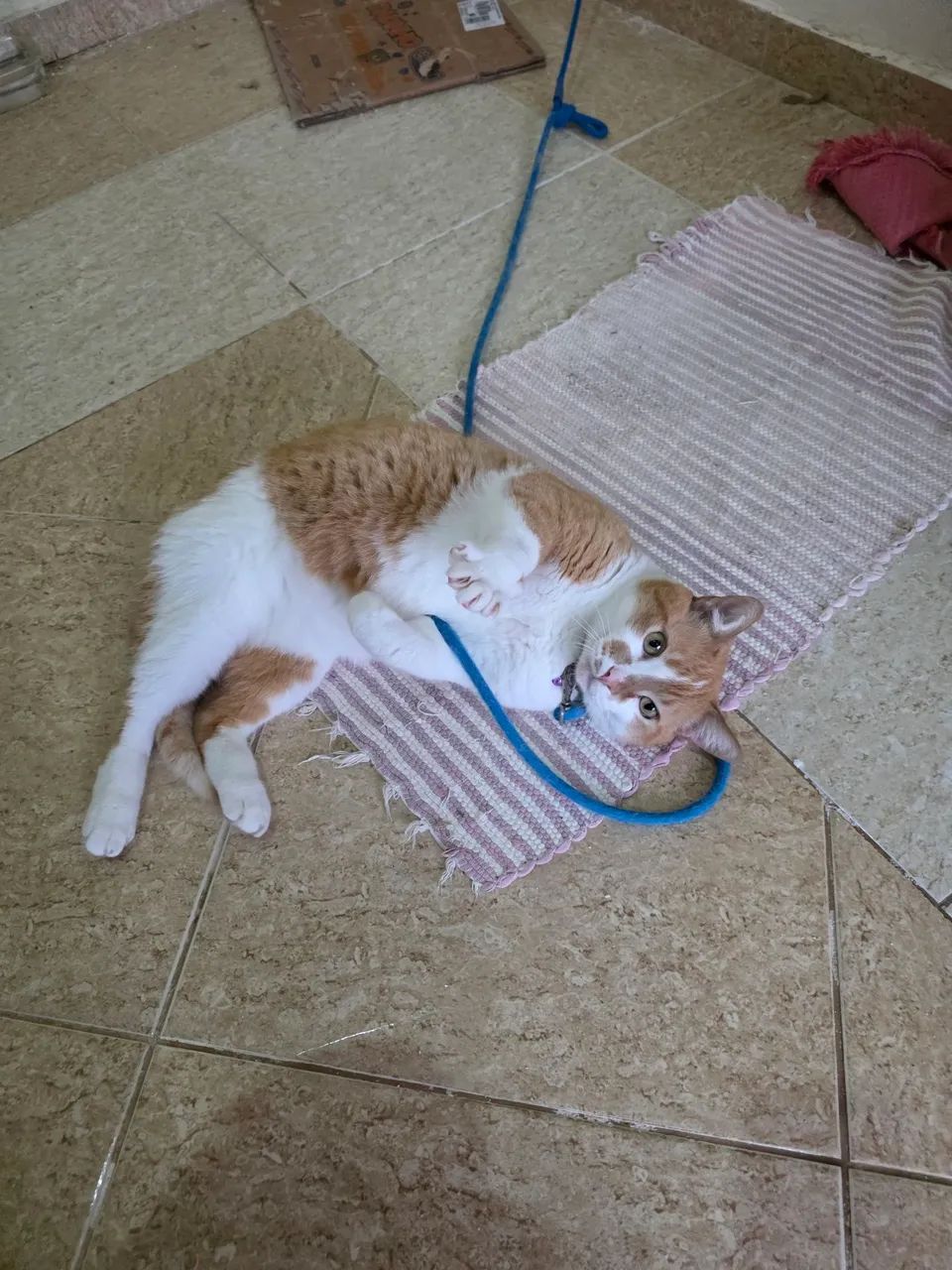 Doação de gato - Foto 5