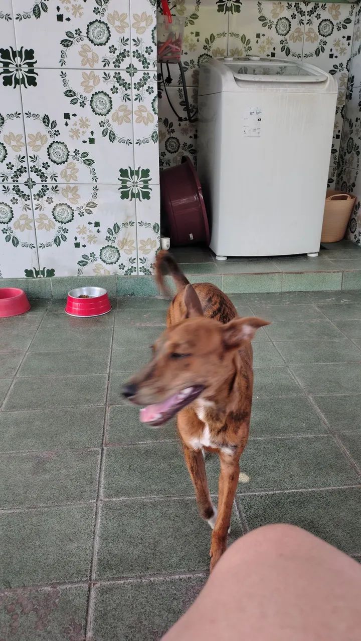 Doando cachorrinha - Foto 2