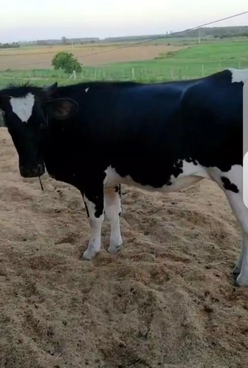 Vacas Jersey  - Foto 5