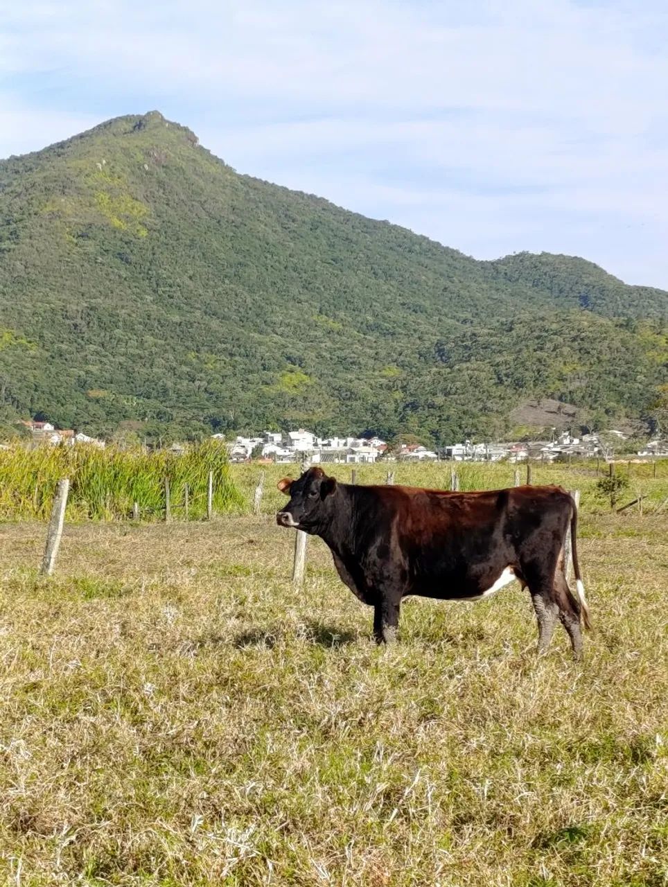 3 vacas mestiças a 9.5 R$ o kg - Foto 4