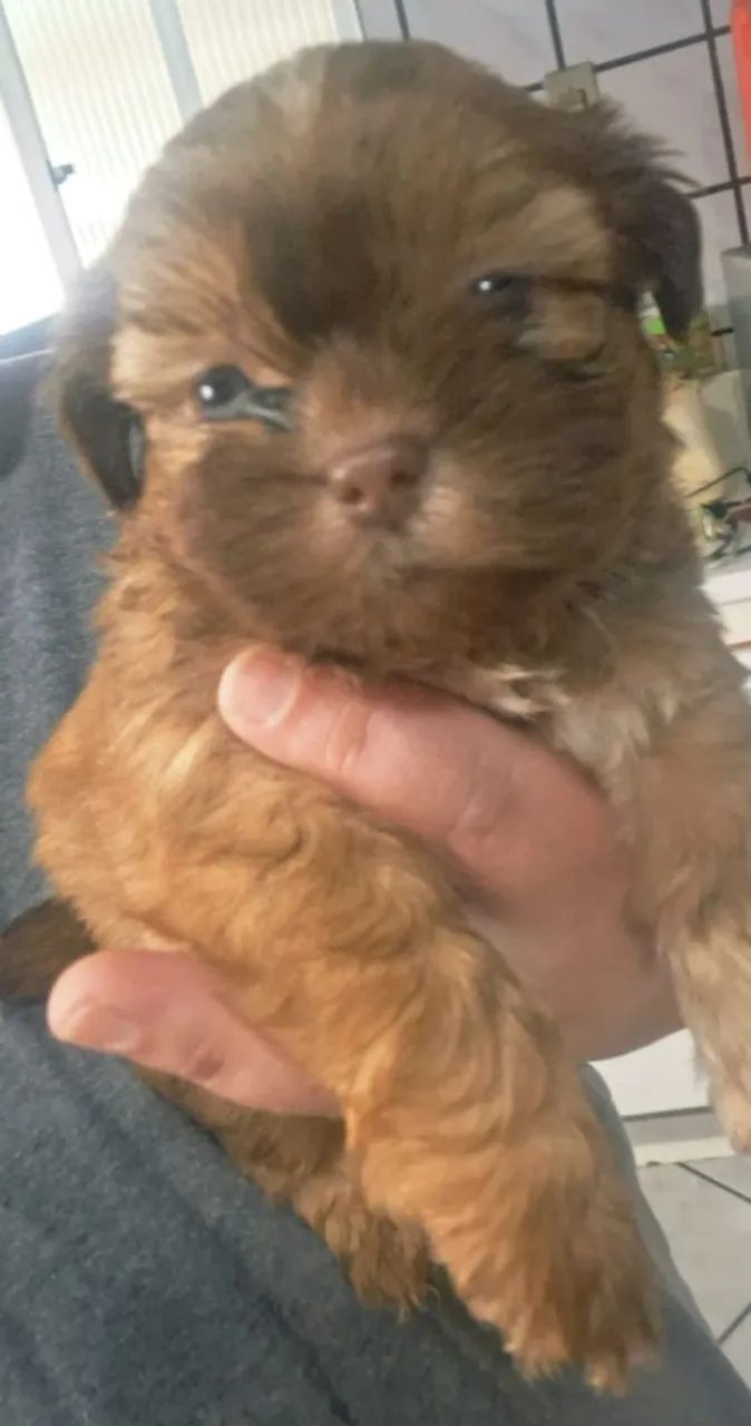 Cão  - Foto 3