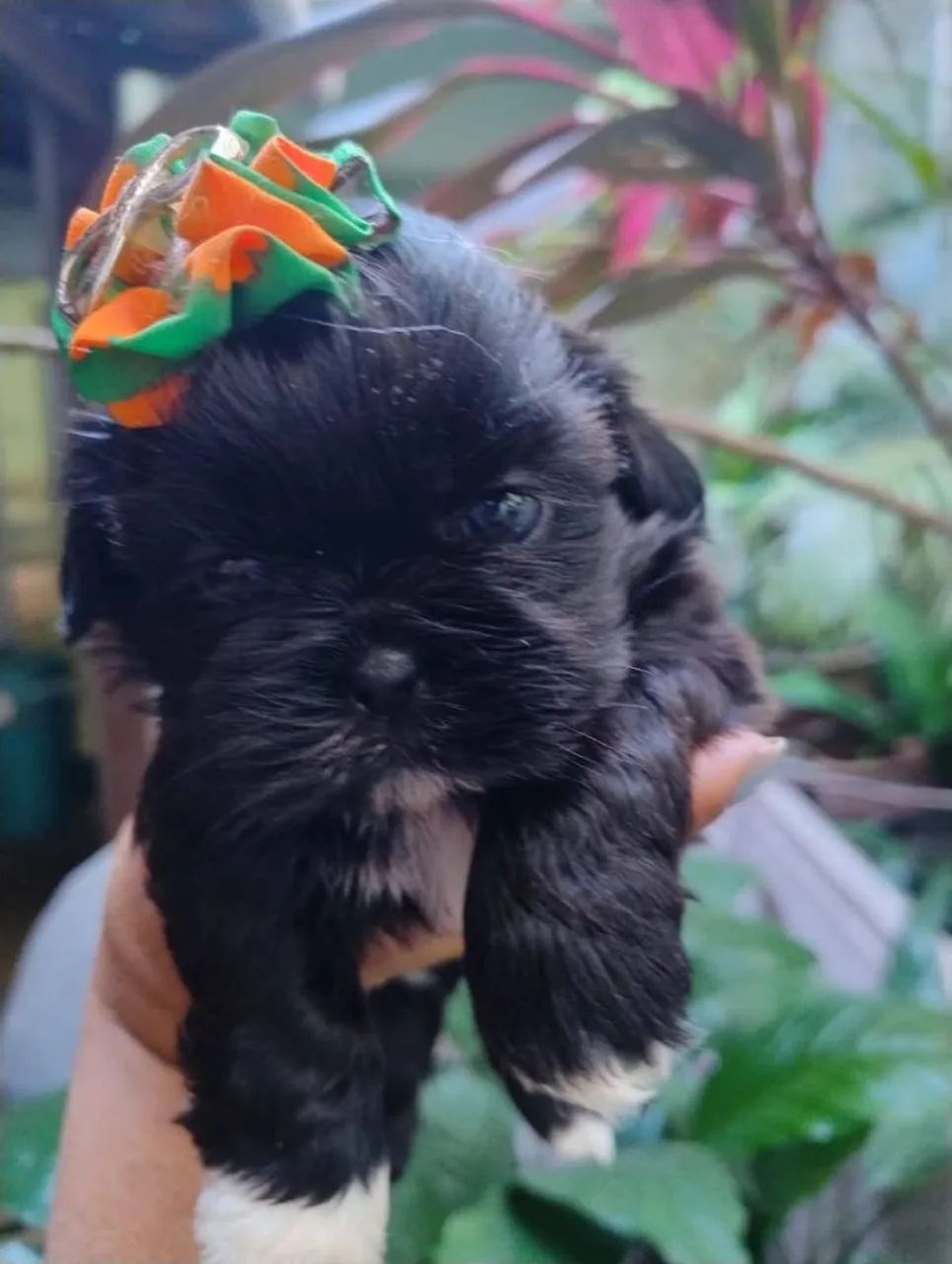 Cachorro  - Foto 2