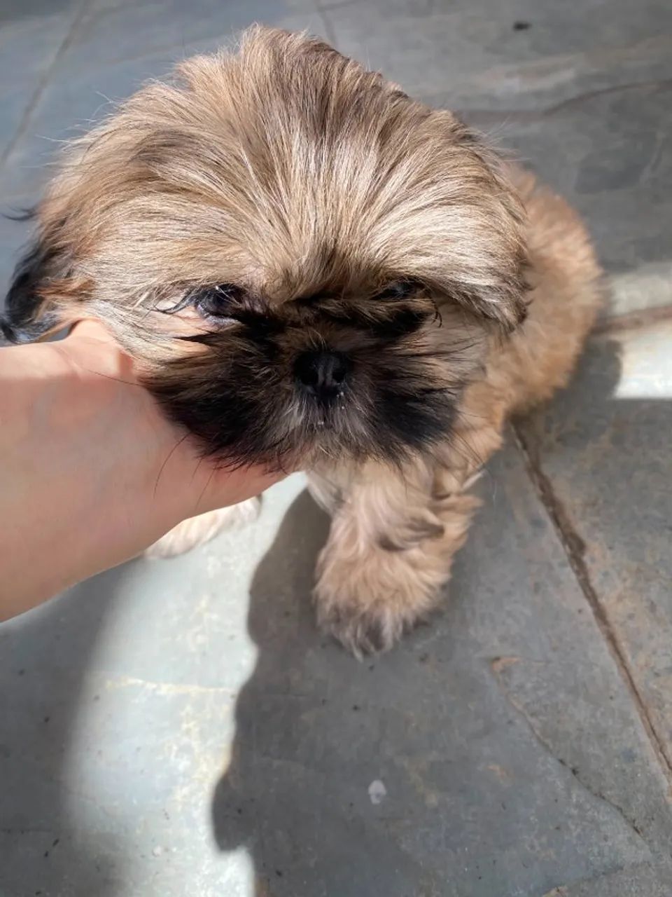 FIlhote ShihTzu Macho - Foto 3