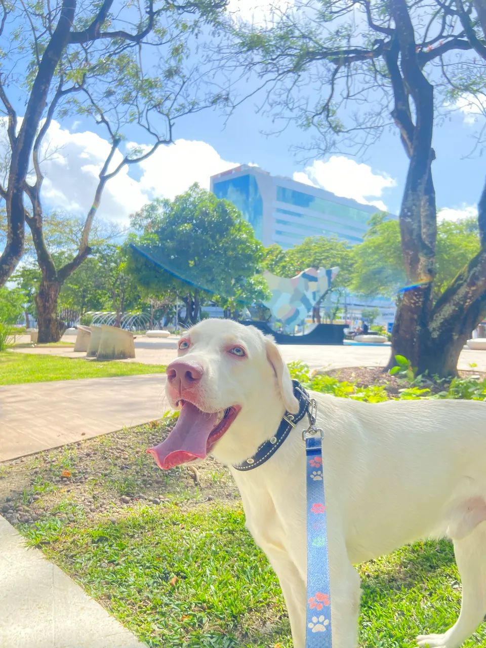     Doa-se Labrador Macho, 1 Ano, - Foto 3