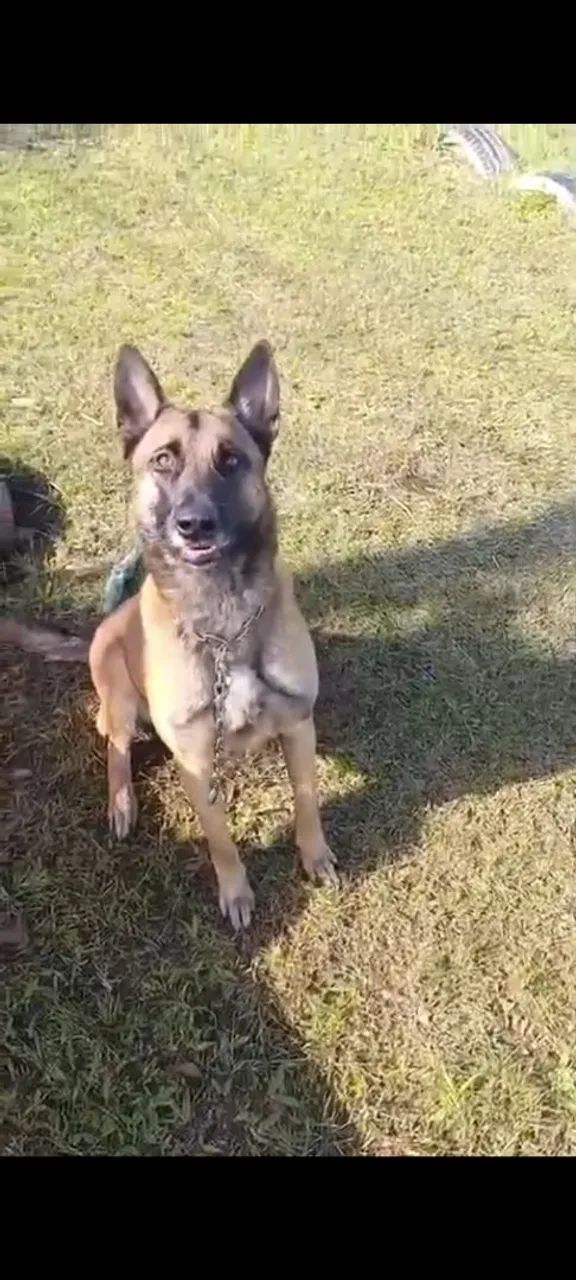 Pastor belga Malinois adulta  - Foto 2