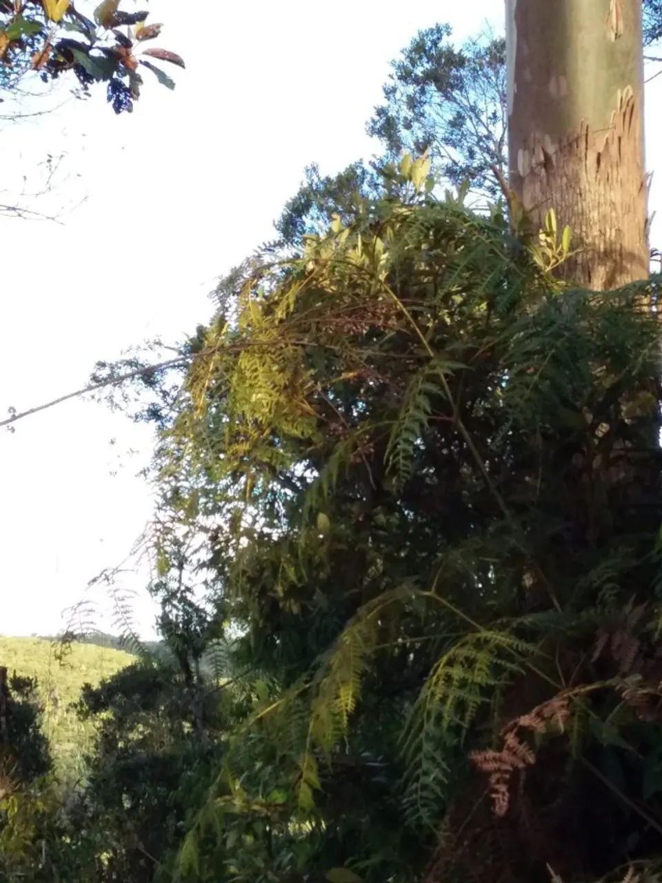 Chácaras a partir de 1000m2 - Chapadão Figueira - Botuverá - Foto 3