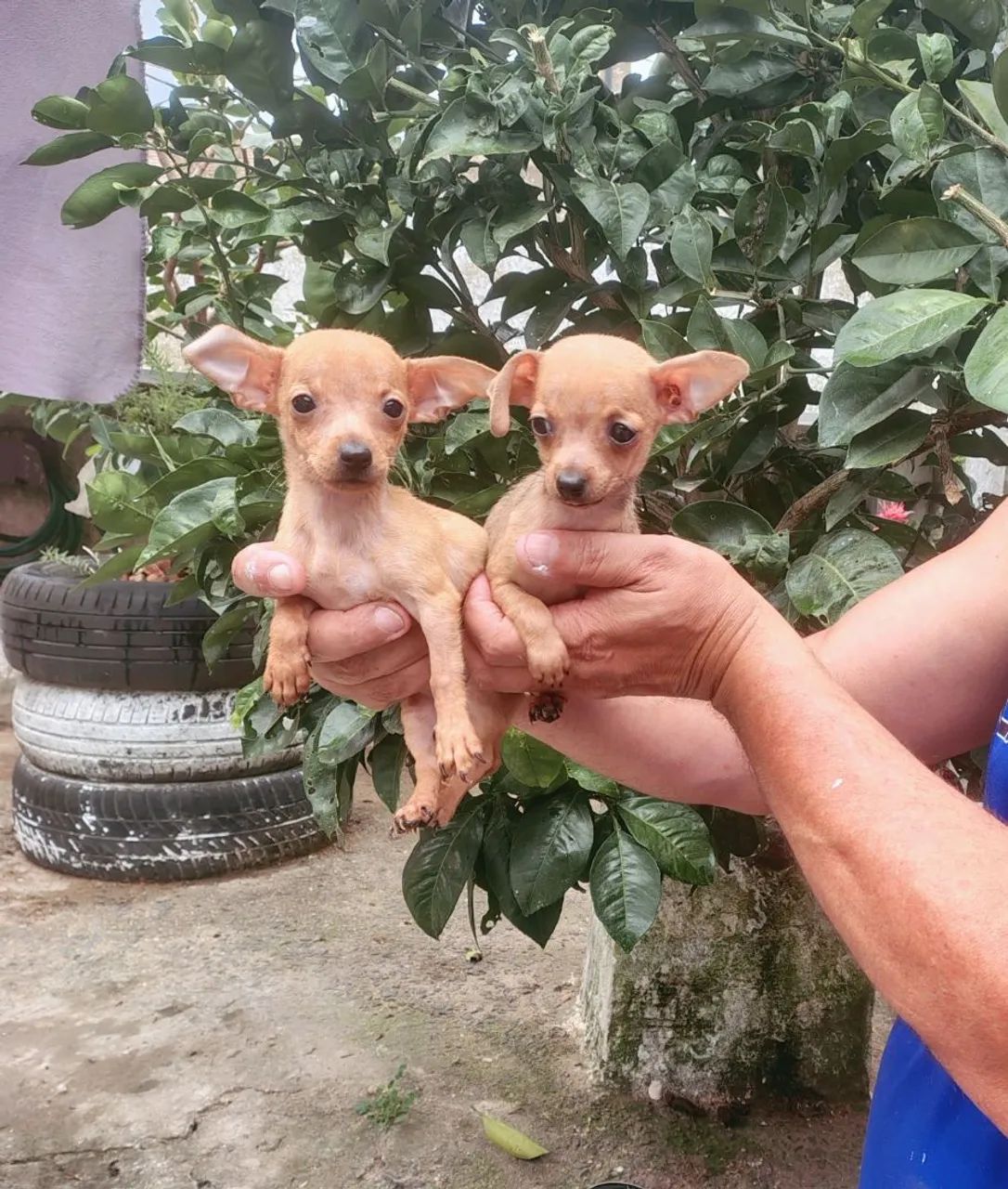 FÊMEAS DE PINSCHER ZERO, COM 3 MÊS.