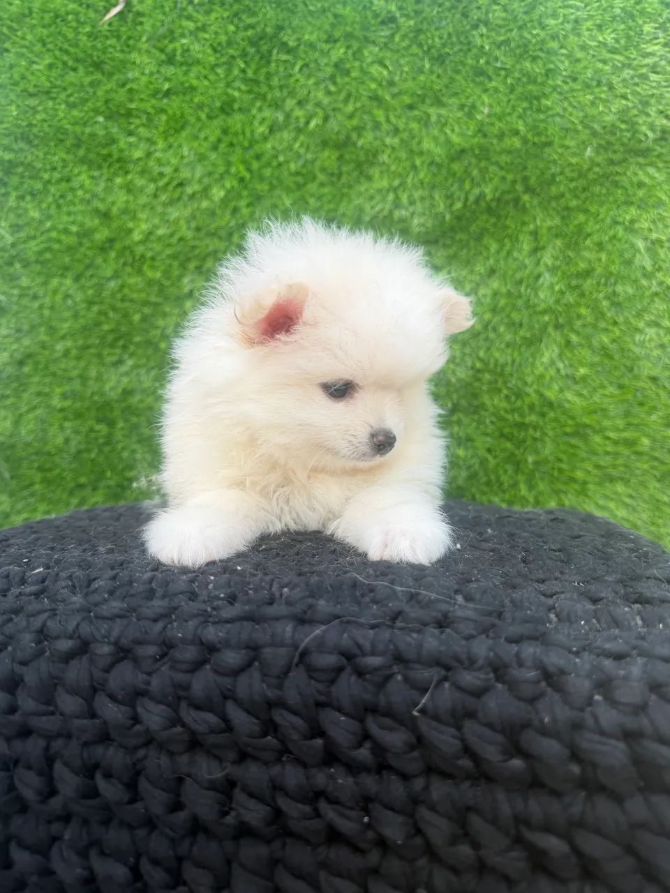 Spitz - Foto 2