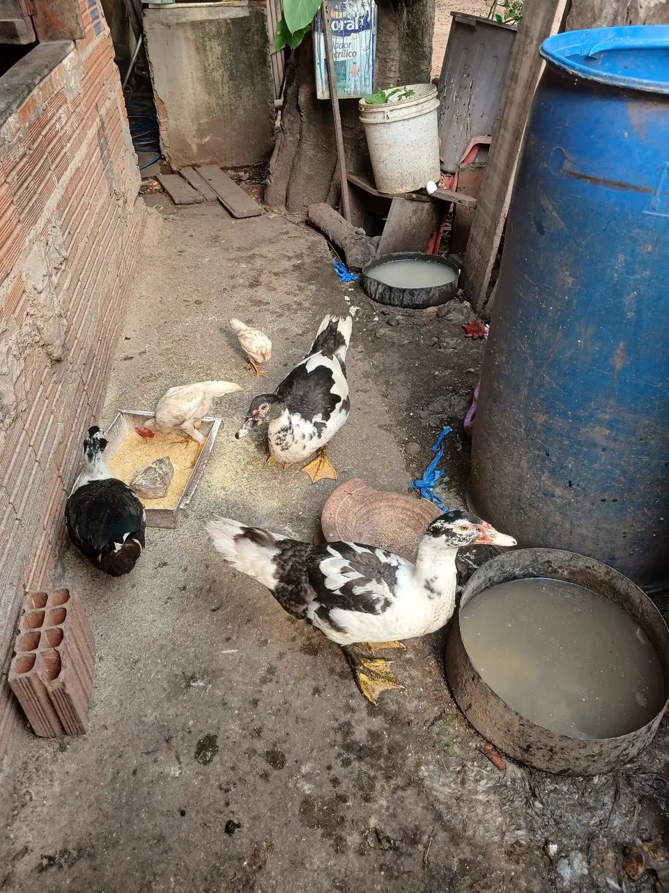 Patos - Foto 3