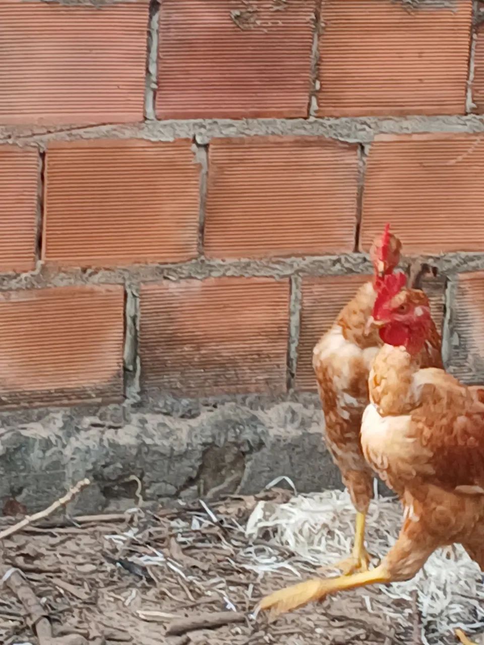 Frangos caipira - Foto 4