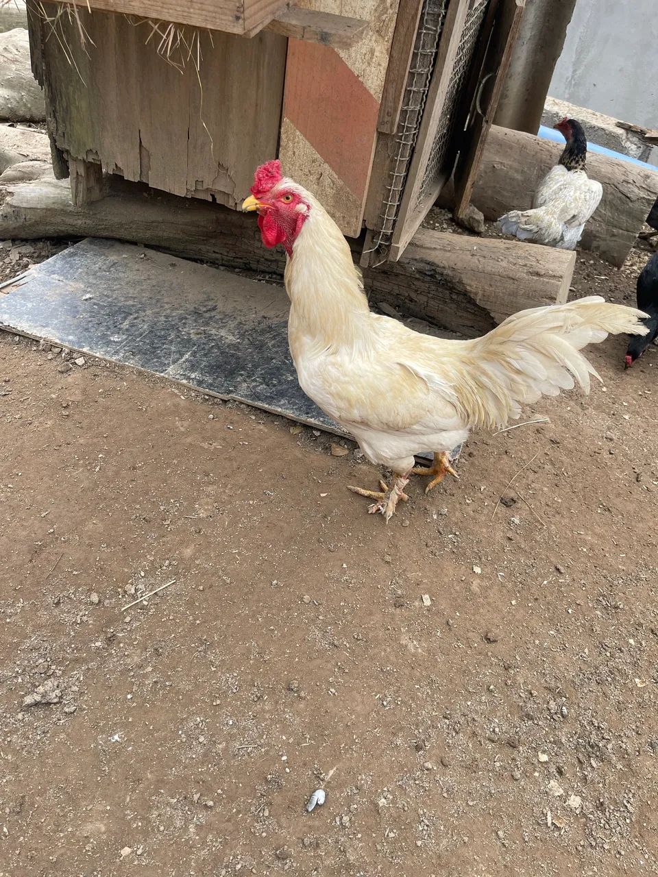 Galo Raça Brahma 