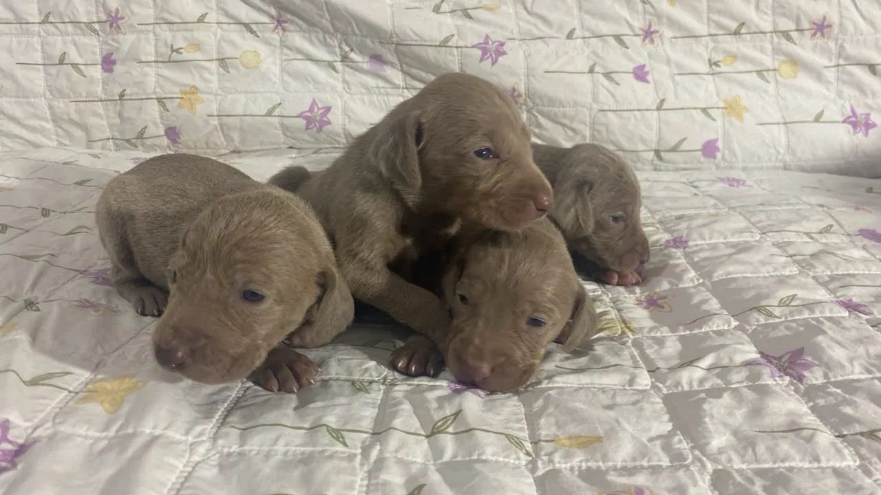Filhotes Puros de Weimaraner  - Foto 5
