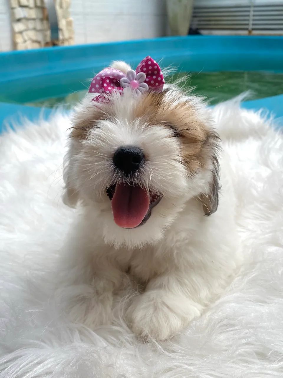 Lhasa apso fêmea  - Foto 3
