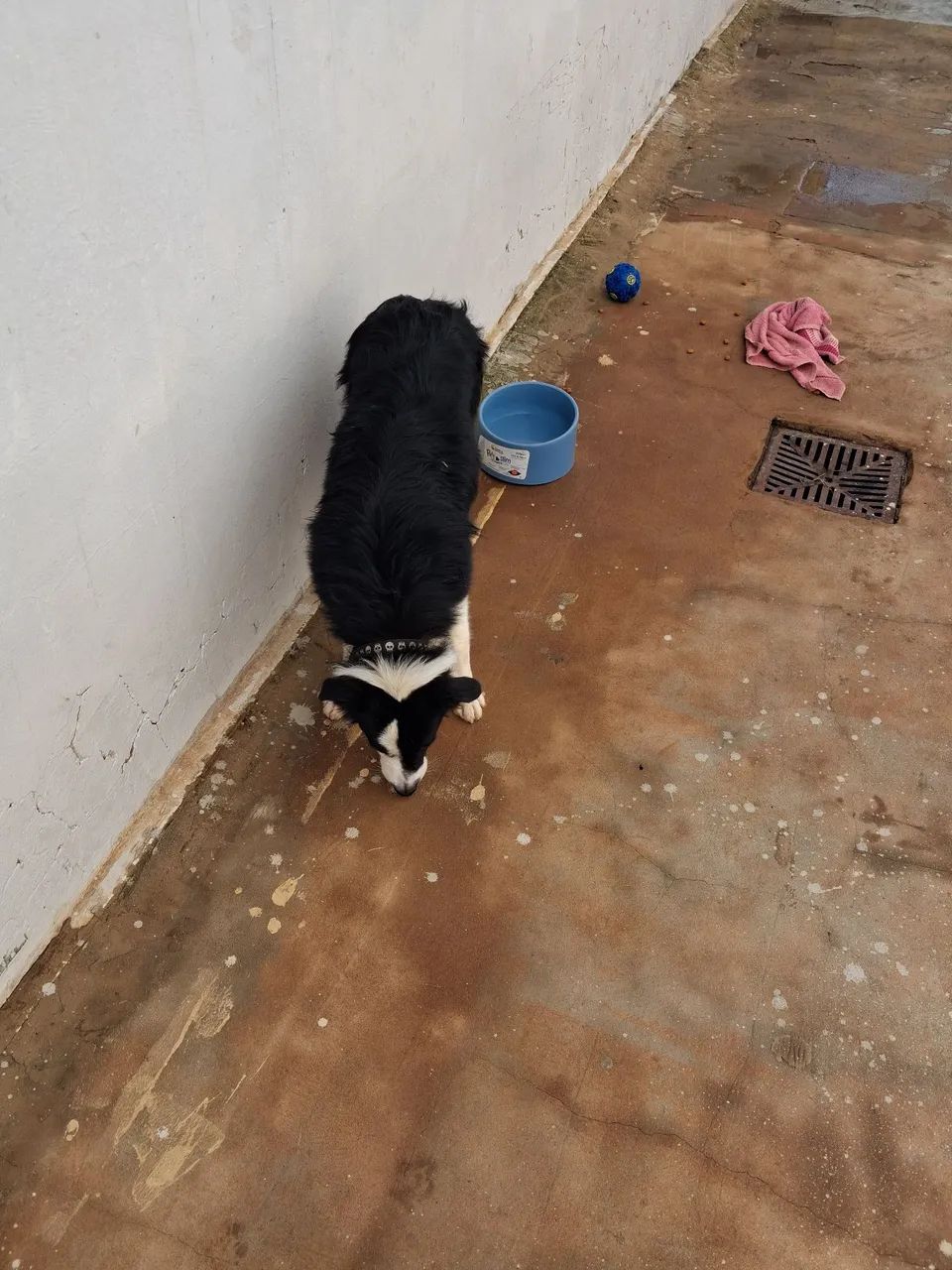 Border Collie Macho - Foto 2