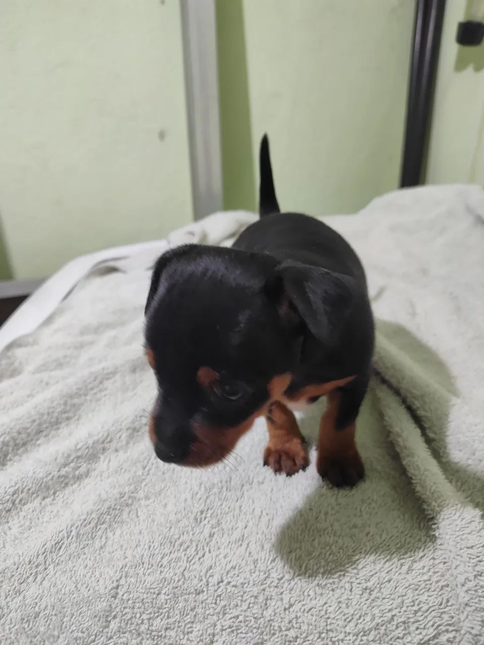 Pinscher  - Foto 2