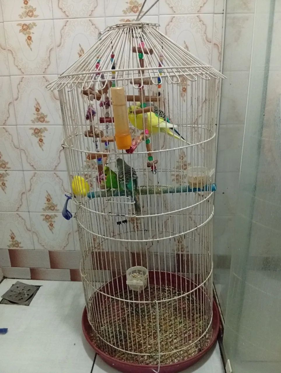 Vendo Gaiola com tudo!e ração!