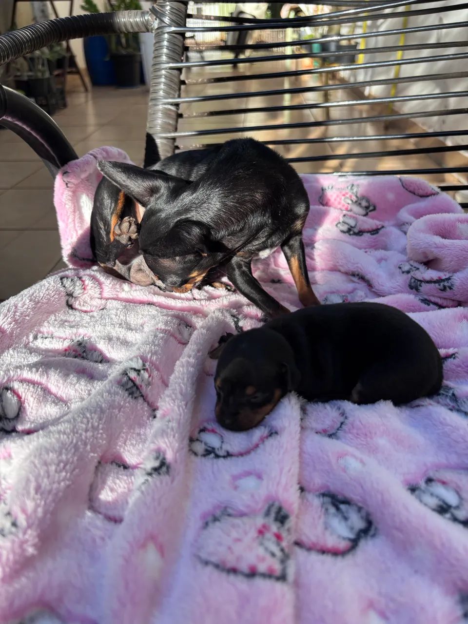 Casal de Pinscher zero  - Foto 4