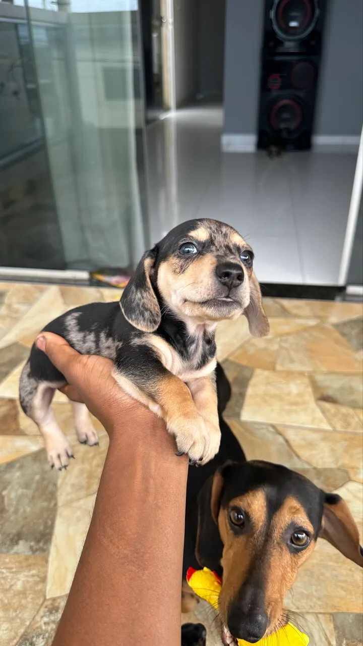 dachshund (salsicha)