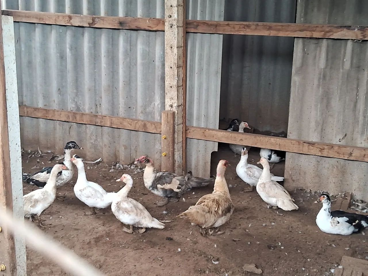 Patas femeas e dois macho todos novos - Foto 4