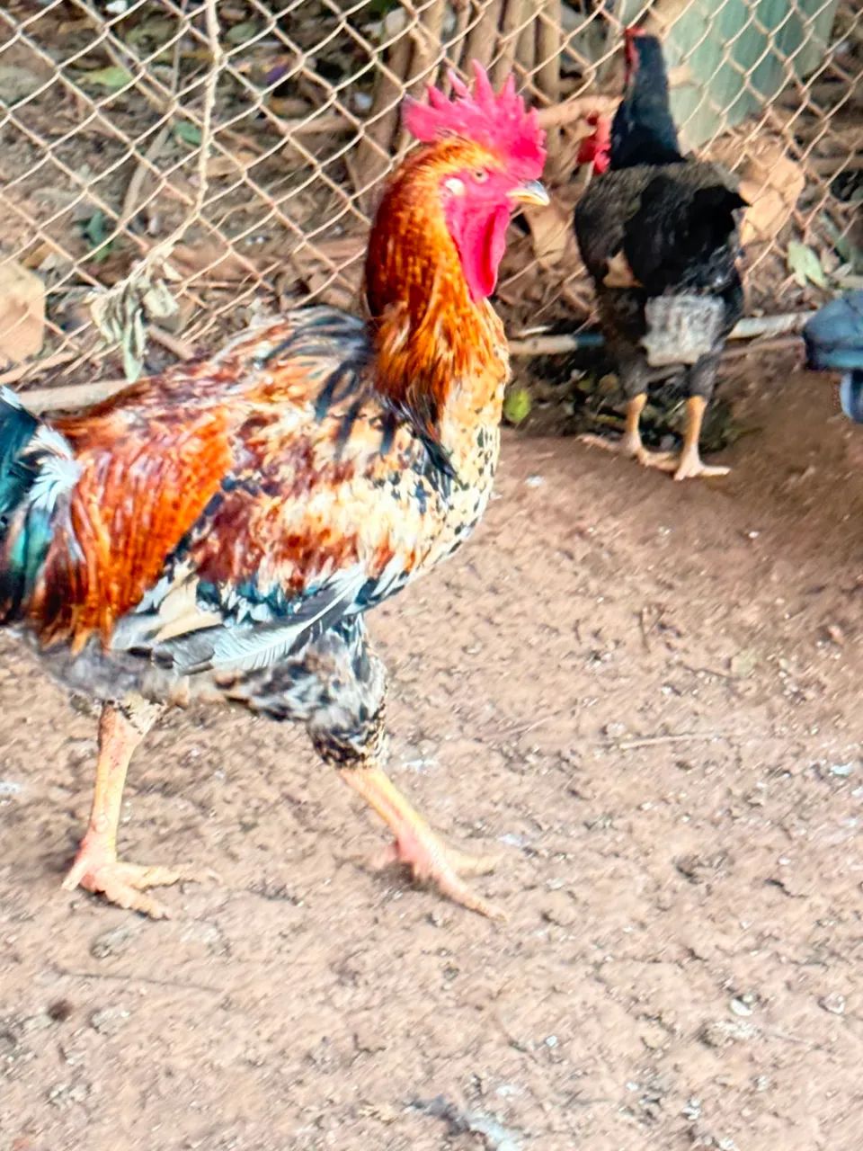 Galo