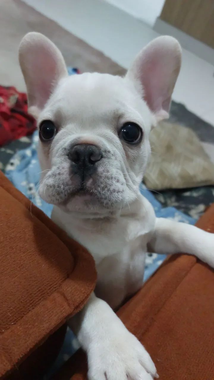 Buldogue Francês  - Foto 2