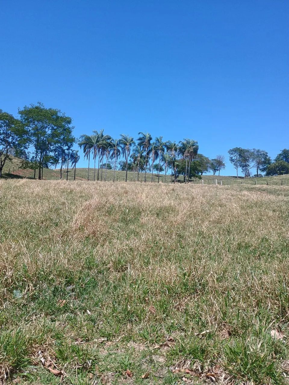 Caseiro 