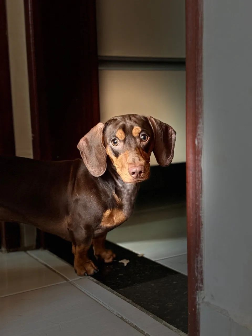 Dachshund, procuro namorada - Foto 4