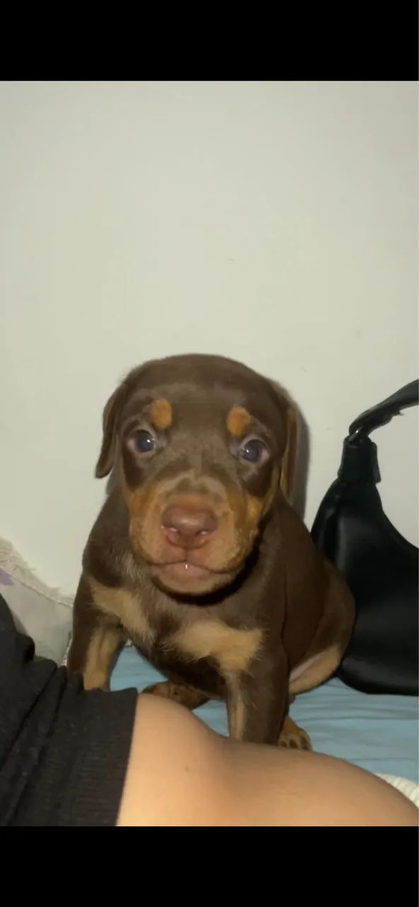 Doberman 